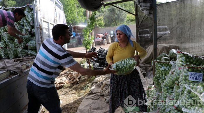 Göksu Vadisi'nin eriği Türkiye'ye dağıtılıyor
