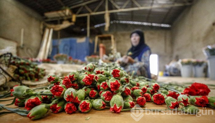 Anneler Günü için 39 ülkeye 45 milyon dal çiçek
