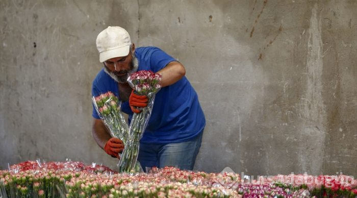 Anneler Günü için 39 ülkeye 45 milyon dal çiçek
