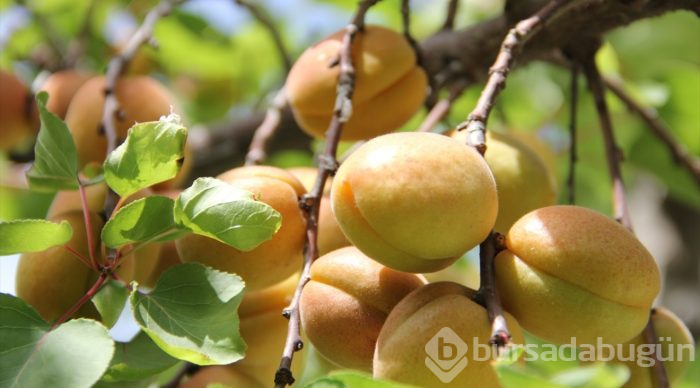  Hatay'da erkenci kayısı hasadı başladı 