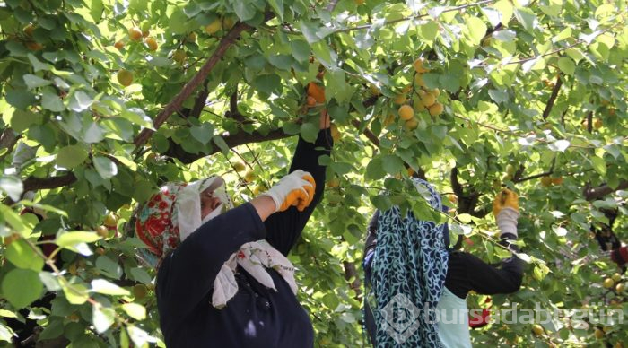  Hatay'da erkenci kayısı hasadı başladı 