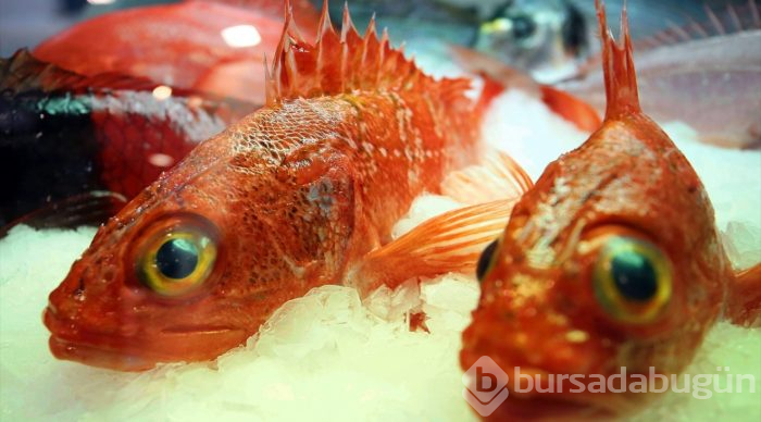  Brüksel Global Su Ürünleri Fuarı başladı 