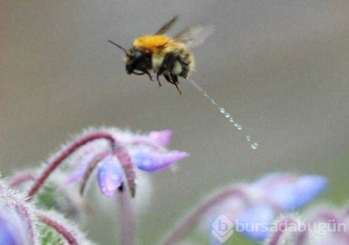 Günün en çok paylaşılan fotoğrafları (08.05.2019) 