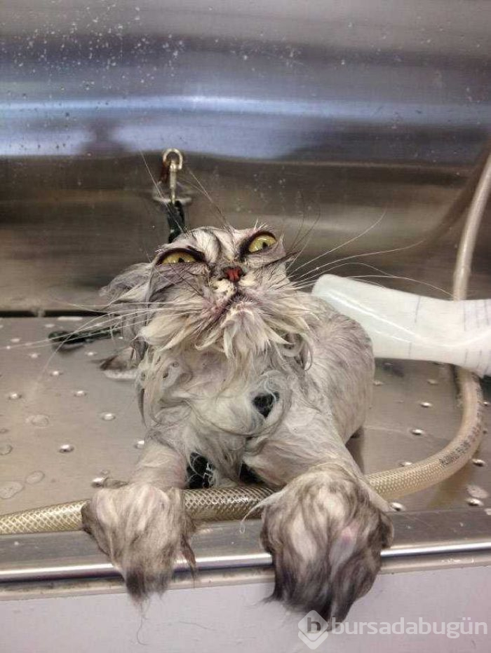 Günün en çok paylaşılan fotoğrafları (08.05.2019) 