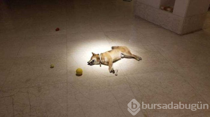 Günün en çok paylaşılan fotoğrafları (08.05.2019) 
