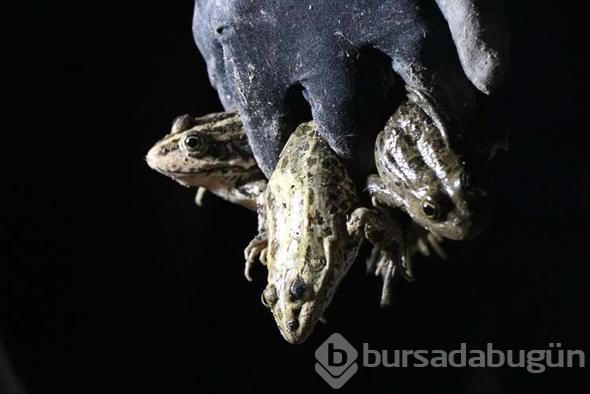 Gaz lambalarıyla kurbağa avı böyle görüntülendi...
