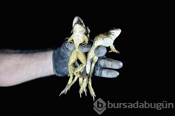 Gaz lambalarıyla kurbağa avı böyle görüntülendi...
