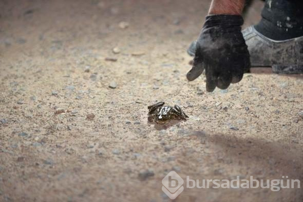 Gaz lambalarıyla kurbağa avı böyle görüntülendi...
