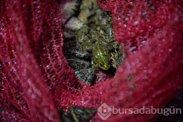 Gaz lambalarıyla kurbağa avı böyle görüntülendi...
