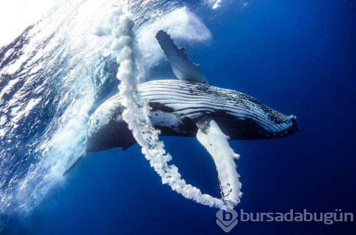 Günün en çok paylaşılan fotoğrafları (10.05.2019)