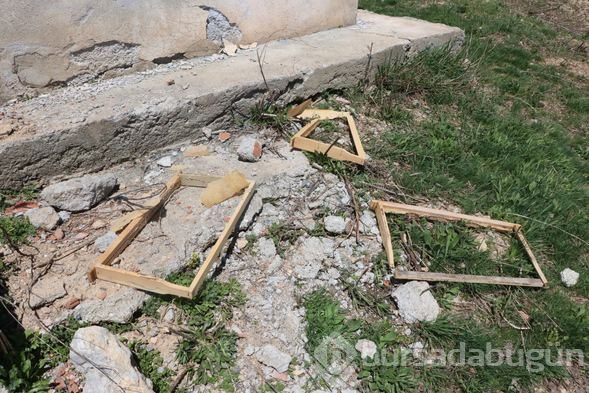 Aç kalan ayılar evleri bastı
