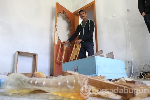 Aç kalan ayılar evleri bastı
