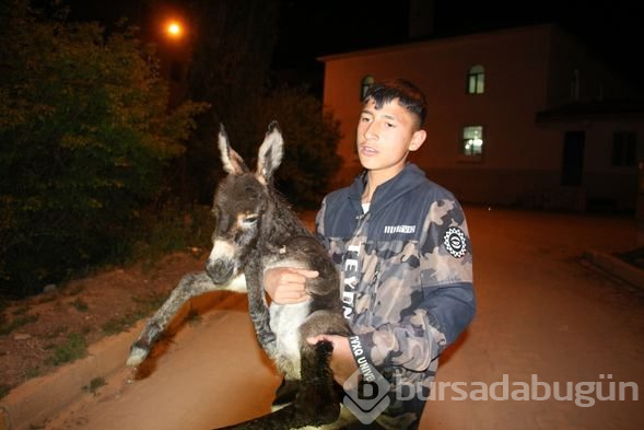 Sokakta oynarken eşeğin doğum yaptığını görünce...
