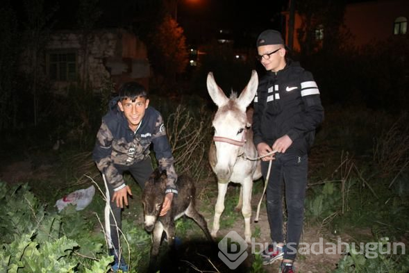 Sokakta oynarken eşeğin doğum yaptığını görünce...
