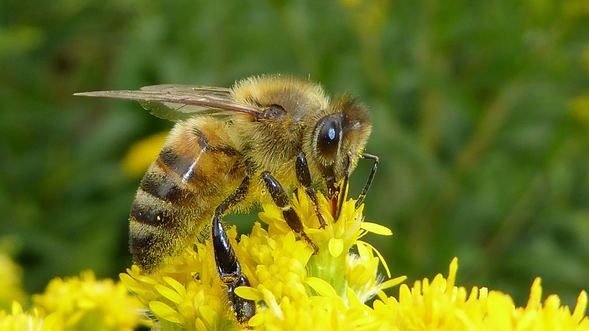 Ordu'da üretiliyor! Kilosu 20 bin lirayı bulabiliyor
