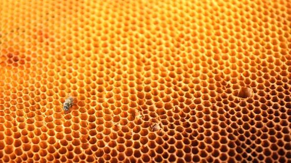 Ordu'da üretiliyor! Kilosu 20 bin lirayı bulabiliyor
