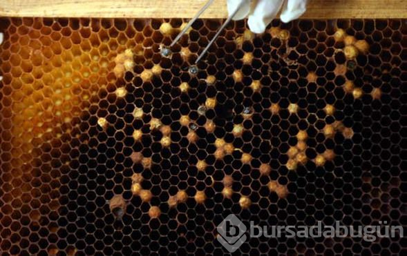 Ordu'da üretiliyor! Kilosu 20 bin lirayı bulabiliyor
