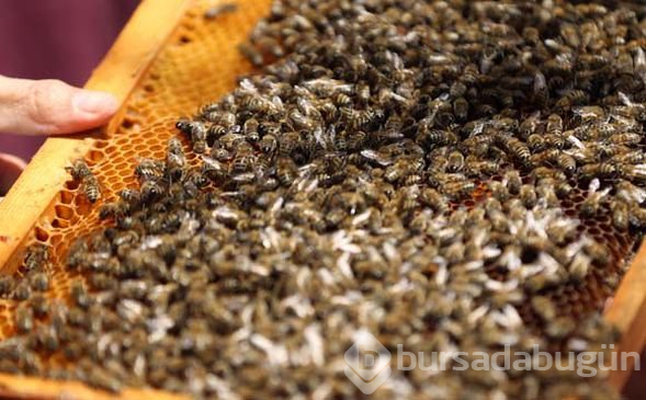 Ordu'da üretiliyor! Kilosu 20 bin lirayı bulabiliyor
