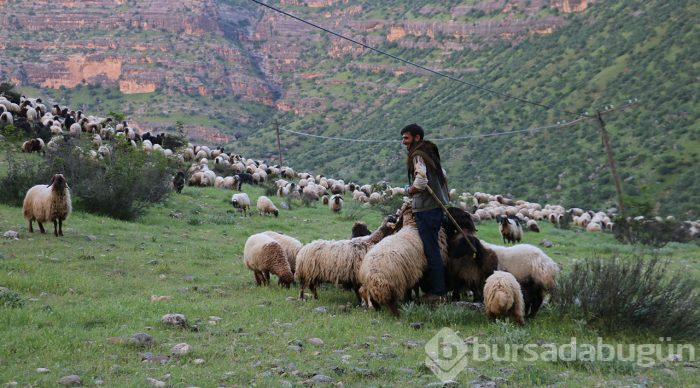 Göçerlerin zorlu yayla yolculuğu
