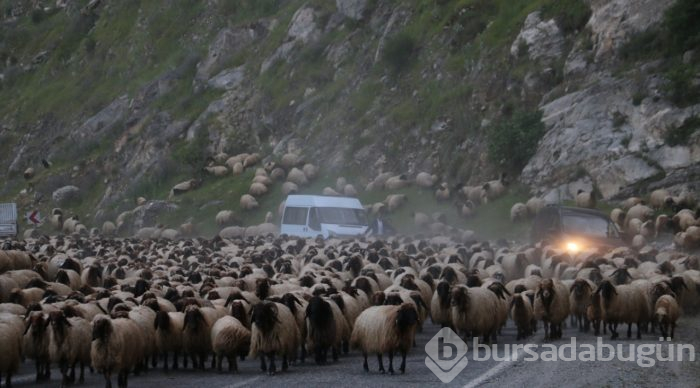 Göçerlerin zorlu yayla yolculuğu
