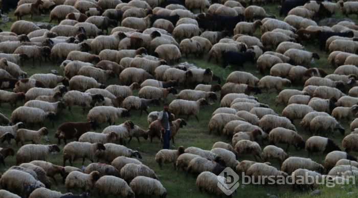 Göçerlerin zorlu yayla yolculuğu
