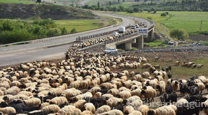 Göçerlerin zorlu yayla yolculuğu
