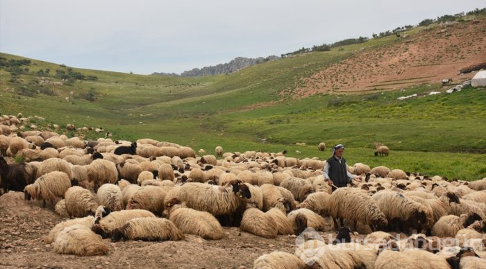Göçerlerin zorlu yayla yolculuğu
