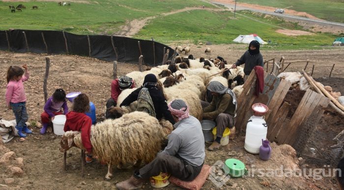 Göçerlerin zorlu yayla yolculuğu
