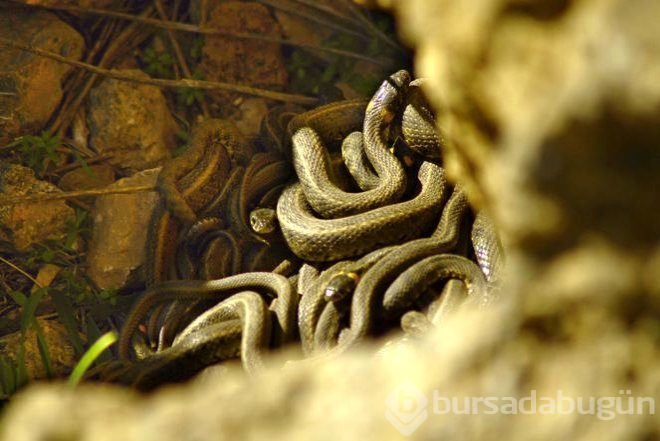 Bisikletiyle Gezerken Rastladı, Hemen Telefonuna Sarıldı!
