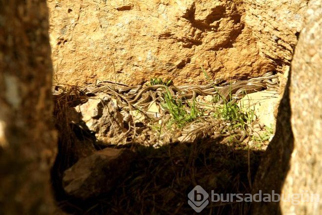 Bisikletiyle Gezerken Rastladı, Hemen Telefonuna Sarıldı!