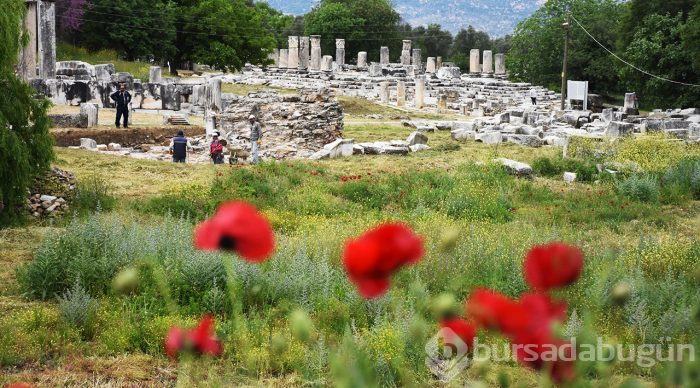 Lagina'nın sütunları ayağa kaldırılıyor
