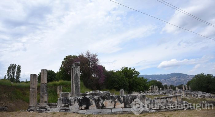 Lagina'nın sütunları ayağa kaldırılıyor
