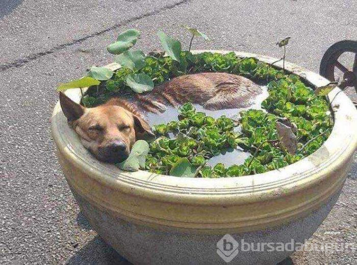 Günün en çok paylaşılan fotoğrafları (15.05.2019)