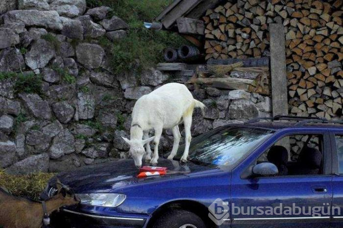 Günün en çok paylaşılan fotoğrafları (17.05.2019)