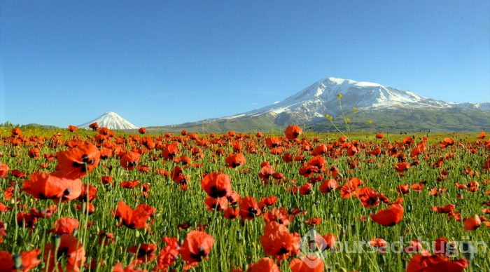 Gelincik çiçeklerinin eşsiz güzelliği
