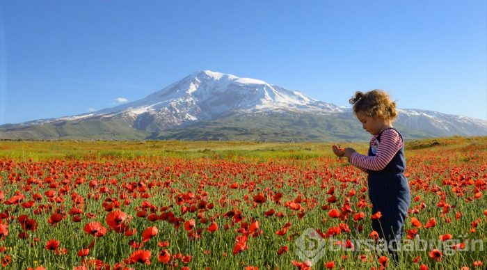Gelincik çiçeklerinin eşsiz güzelliği
