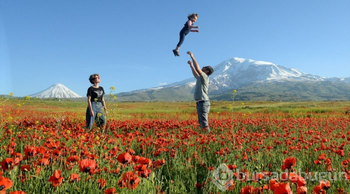 Gelincik çiçeklerinin eşsiz güzelliği
