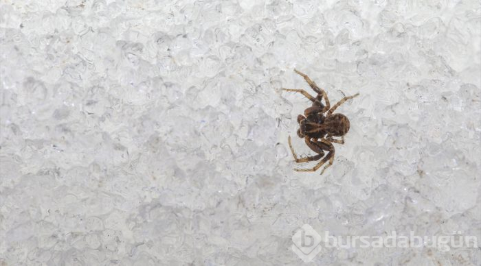 Van'da doğa canlandı, birçok böcek kar üstüne çıktı
