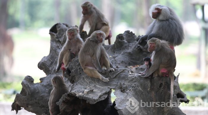 Bursa Hayvanat Bahçesi'nde yavru babun heyecanı
