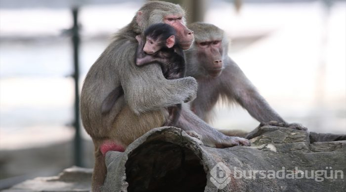 Bursa Hayvanat Bahçesi'nde yavru babun heyecanı
