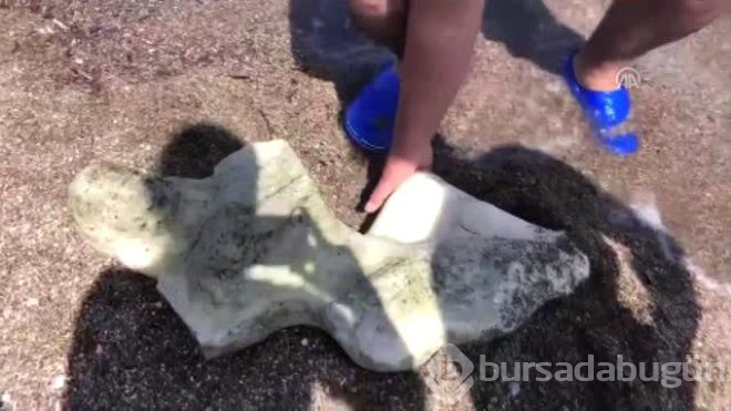 Denizde Yüzerken Fark Etti, Gördüğü Manzara Karşısında Şoke Oldu