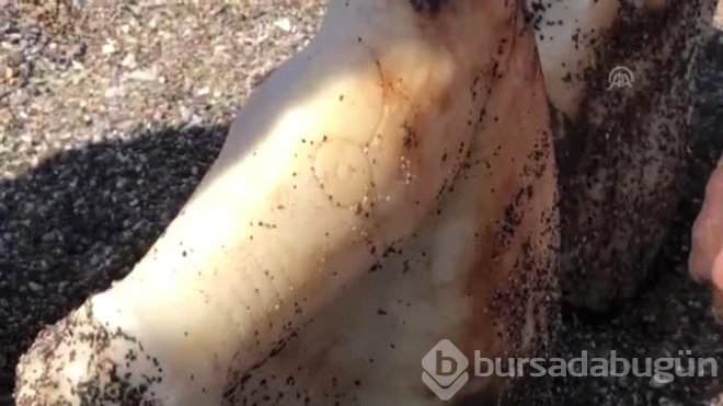 Denizde Yüzerken Fark Etti, Gördüğü Manzara Karşısında Şoke Oldu