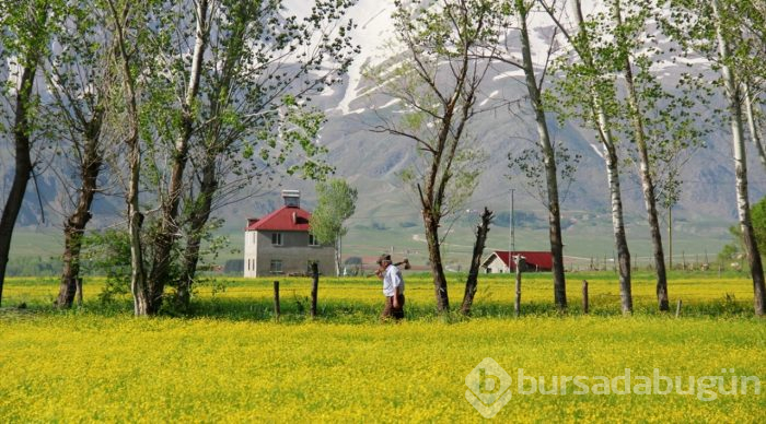 Düğün çiçekleri Ovacık'ı sarıya boyadı
