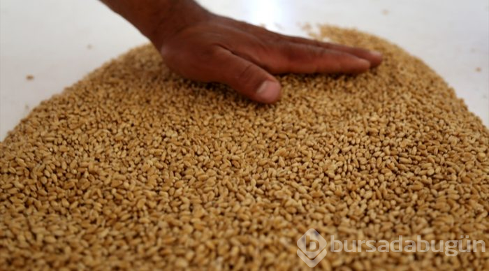 Tescilli yerli buğday çeşitleri verimi artıracak
