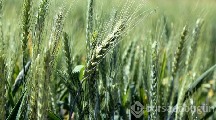 Tescilli yerli buğday çeşitleri verimi artıracak
