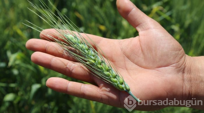 Tescilli yerli buğday çeşitleri verimi artıracak
