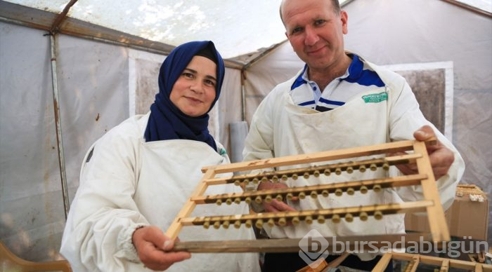 Kraliçe arılar "ekmek kapısı" oldu
