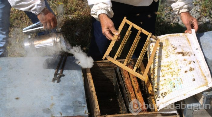 Kraliçe arılar "ekmek kapısı" oldu

