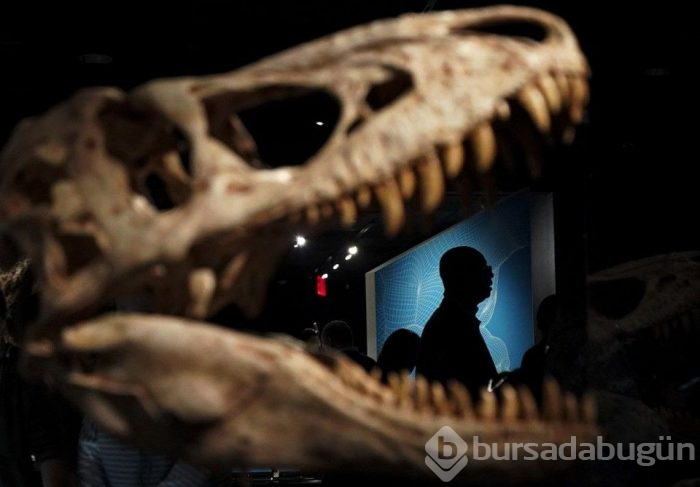 Tek yavru T-Rex fosili satışa çıktı!
