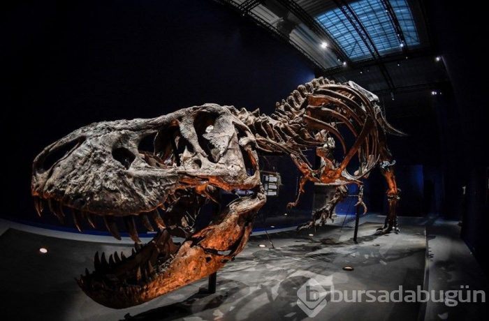 Tek yavru T-Rex fosili satışa çıktı!
